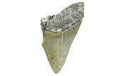 Partial, Fossil Megalodon Tooth - Serrated Blade #368077-1